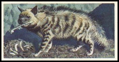 23 Striped Hyena